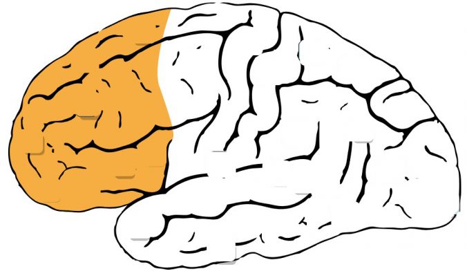 Präfrontaler Cortex - Quelle Wikipedia